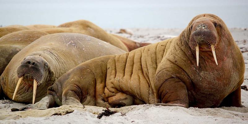 山东博瑞特换热设备：化工流程能效优化与热回收技术的关键解决方案